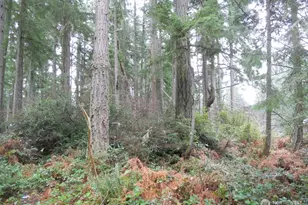 10315 107th Ave Ct, Anderson Island, WA 98303 - Photo 1