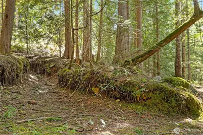 0 N White Tail Trail, Hoodsport, WA 98548 - Photo 8