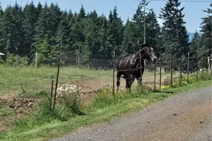 205 Nikula Rd, Winlock, WA 98596 - Photo 28
