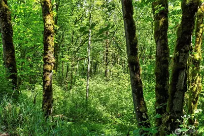 0 Lewisville Highway, Yacolt, WA 98675 - Photo 8