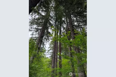 55015 315th Avenue, Ashford, WA 98304 - Photo 10