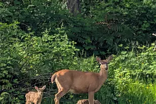 2910 Wollochet Dr NW, Gig Harbor, WA 98335 - Photo 36