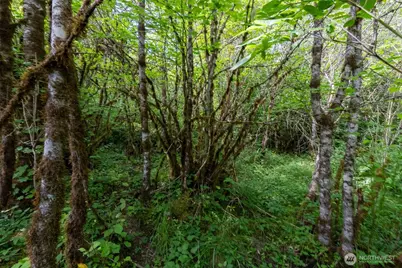 28901 State Route 706, Ashford, WA 98304 - Photo 22