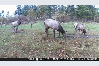 12649 Bald Hill Road SE, Yelm, WA 98597 - Photo 36