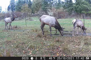 12649 Bald Hill Rd SE, Yelm, WA 98597 - Photo 36