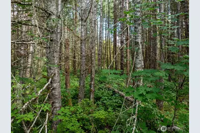 28907 State Route 706, Ashford, WA 98304 - Photo 2