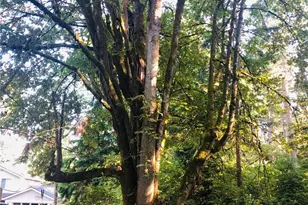 10415 107th St Ct, Anderson Island, WA 98303 - Photo 1