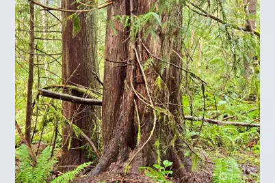 480 E Hedlund Drive, Shelton, WA 98584 - Photo 1