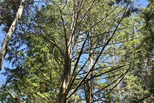 309 East Pointes Drive East, Shelton, WA 98584 - Photo 1