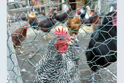 114 Hollow Point Lane, Cottageville, SC 29435 - Photo 2