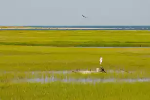 1614 Live Oak Park, Seabrook Island, SC 29455 - Photo 96