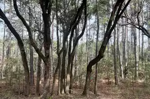 237 Founders Oak Wy, Yemassee, SC 29945 - Photo 4