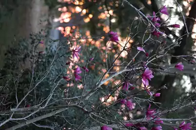 4559 Smoak Road, Meggett, SC 29449 - Photo 26