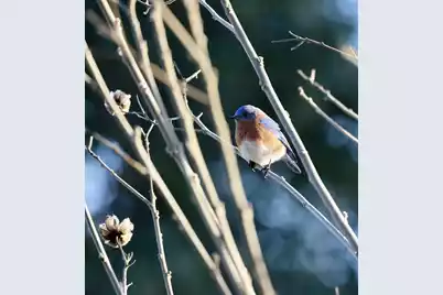 4559 Smoak Road, Meggett, SC 29449 - Photo 28