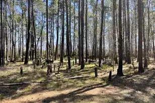 0 Back Field Rd, Walterboro, SC 29488 - Photo 1