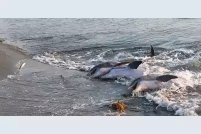 157 High Hammock Villas, Seabrook Island, SC 29455 - Photo 68