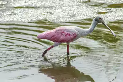 4013 Chantey Crst, Johns Island, SC 29455 - Photo 18