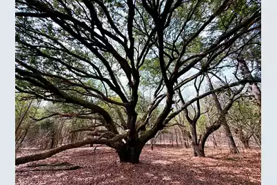 2400 River Road, Greeleyville, SC 29056 - Photo 4