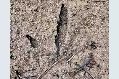 2400 River Road, Greeleyville, SC 29056 - Photo 2