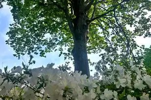 2221 Deadfall Rd W, Greenwood, SC 29649 - Photo 58