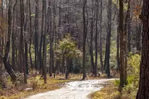 4294 River Rd, Johns Island, SC 29455 - Photo 22