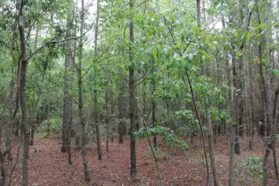 00 Stacey Bridge Rd, Orangeburg, SC 29118 - Photo 6