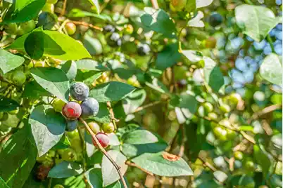 4428 Maple Ridge Road, Walterboro, SC 29488 - Photo 60