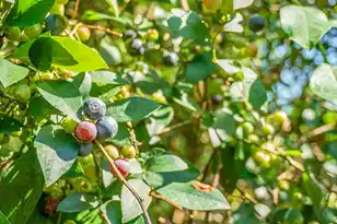 4428 Maple Ridge Rd, Walterboro, SC 29488 - Photo 60