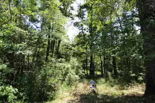 131 Gloverville Ln, Round O, SC 29474 - Photo 6