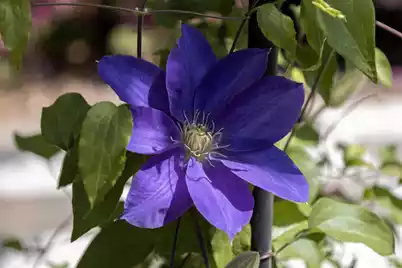 208 Sumter Avenue, Summerville, SC 29483 - Photo 100