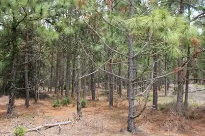 00 Stacey Bridge Rd, Orangeburg, SC 29118 - Photo 12