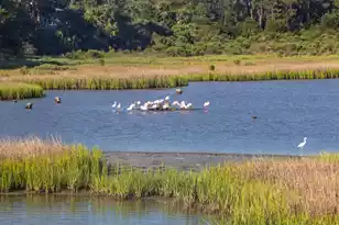 226 Old House Ln, Dewees Island, SC 29451 - Photo 38