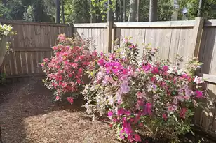 1167 Landau Ln, Mount Pleasant, SC 29466 - Photo 28