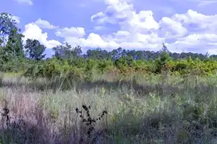 0 Mulberry Rd, Saint George, SC 29477 - Photo 8