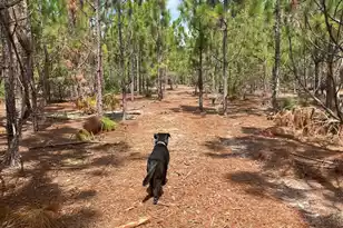 Ppf 6 Payne Pond Road #Ppf 6, Westville, SC 29175 - Photo 1