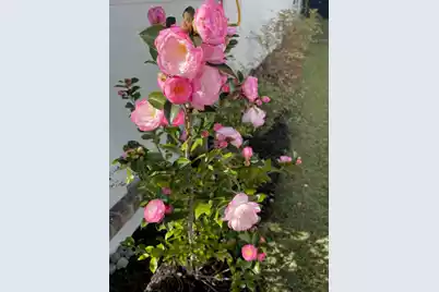 107 True Blue Loop, Summerville, SC 29486 - Photo 54