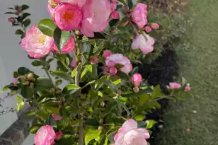 107 True Blue Loop, Summerville, SC 29486 - Photo 54