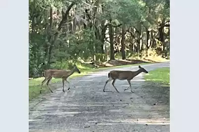861 Edding Creek Drive, Edisto Island, SC 29438 - Photo 54