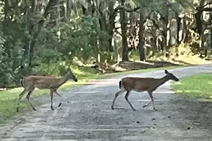 861 Edding Creek Dr, Edisto Island, SC 29438 - Photo 54