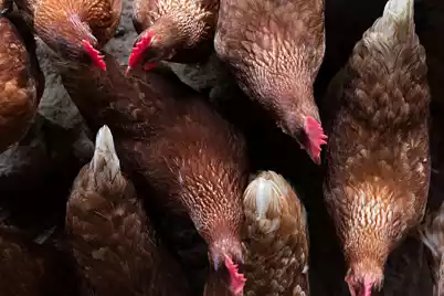 2119 Boatwright Road, Johns Island, SC 29455 - Photo 30