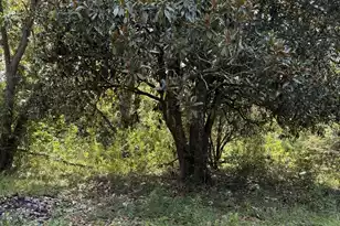 0 Cotton St, Denmark, SC 29042 - Photo 1