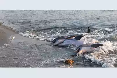 1403 Dune Loft Villas, Seabrook Island, SC 29455 - Photo 104
