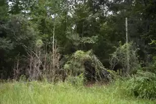 0 Daffodil Ln, Hemingway, SC 29554 - Photo 2