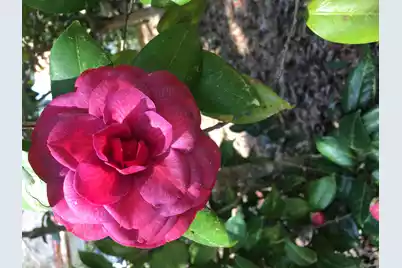 487 Hampton Street, Walterboro, SC 29488 - Photo 44