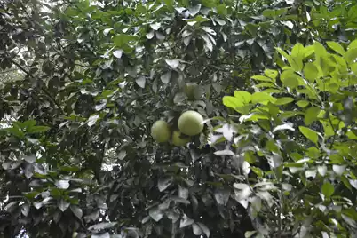 1042 Highway 174, Edisto Island, SC 29438 - Photo 52