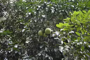 1042 Hwy 174, Edisto Island, SC 29438 - Photo 52