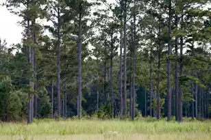 1451 River Rd, Yemassee, SC 29945 - Photo 106