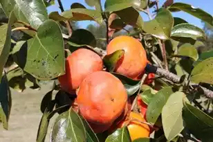 1014 Fire Hill Rd, Walterboro, SC 29488 - Photo 158