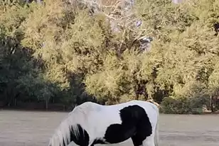 1014 Fire Hill Rd, Walterboro, SC 29488 - Photo 146