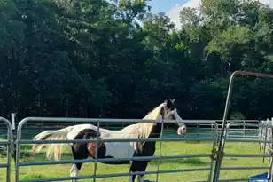 1014 Fire Hill Rd, Walterboro, SC 29488 - Photo 144